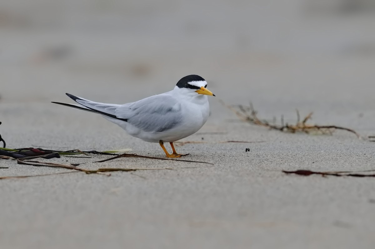 Least Tern - Tim K