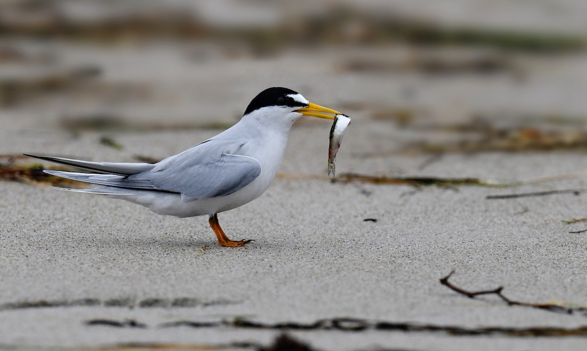 Least Tern - ML621496965