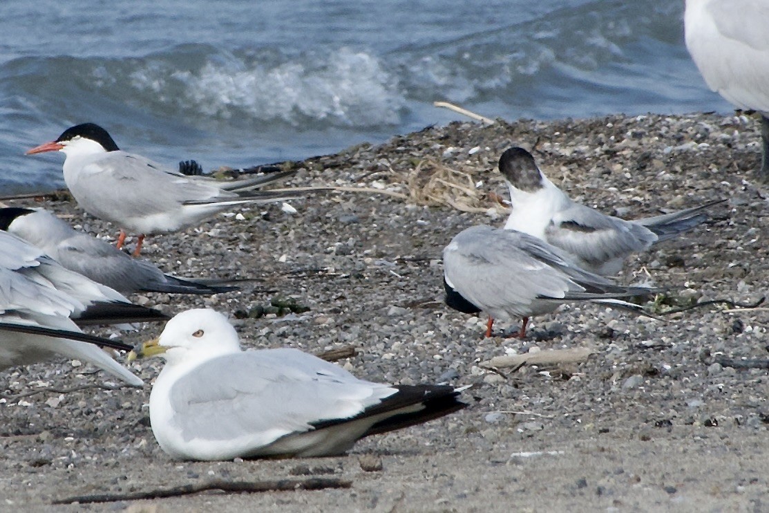 Common Tern - ML621496975