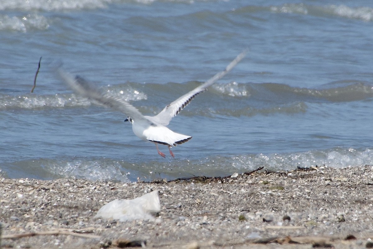 Bonaparte's Gull - ML621497047