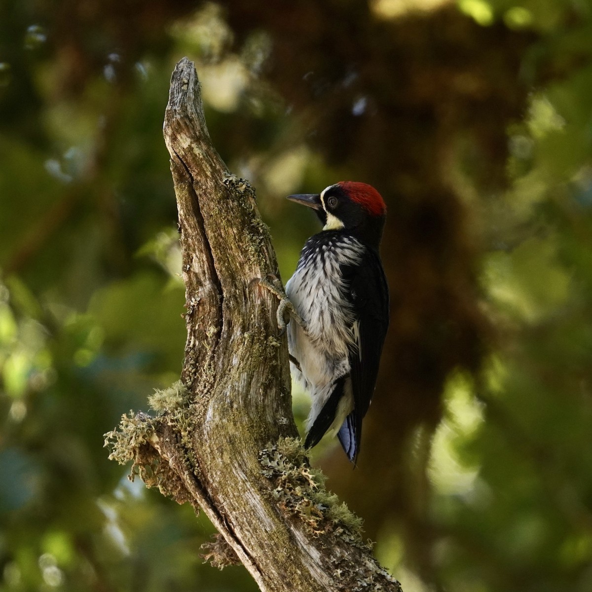 Acorn Woodpecker - ML621497097