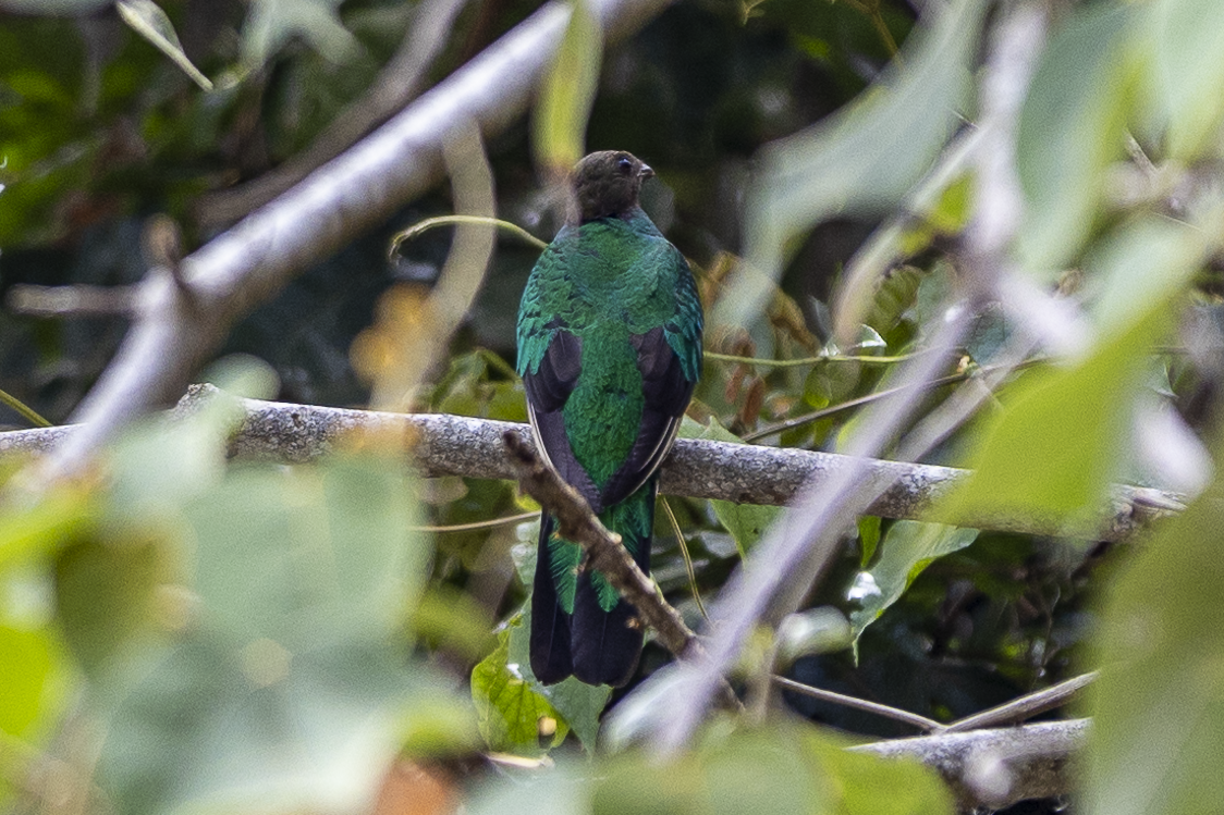 White-tipped Quetzal - César Agudelo