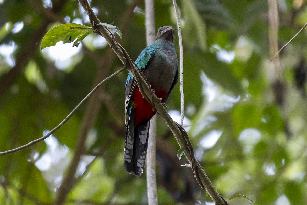 White-tipped Quetzal - ML621497099