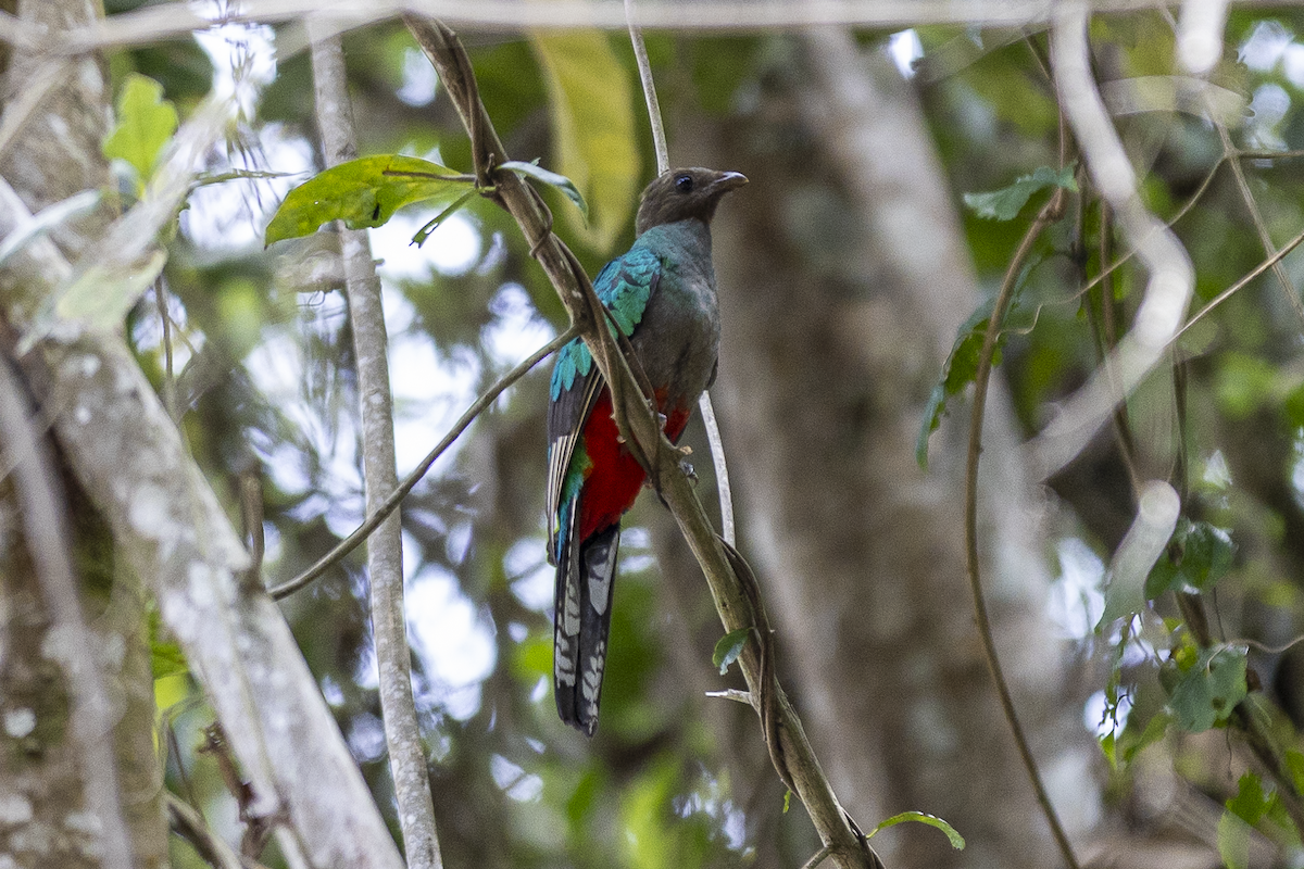 White-tipped Quetzal - ML621497100