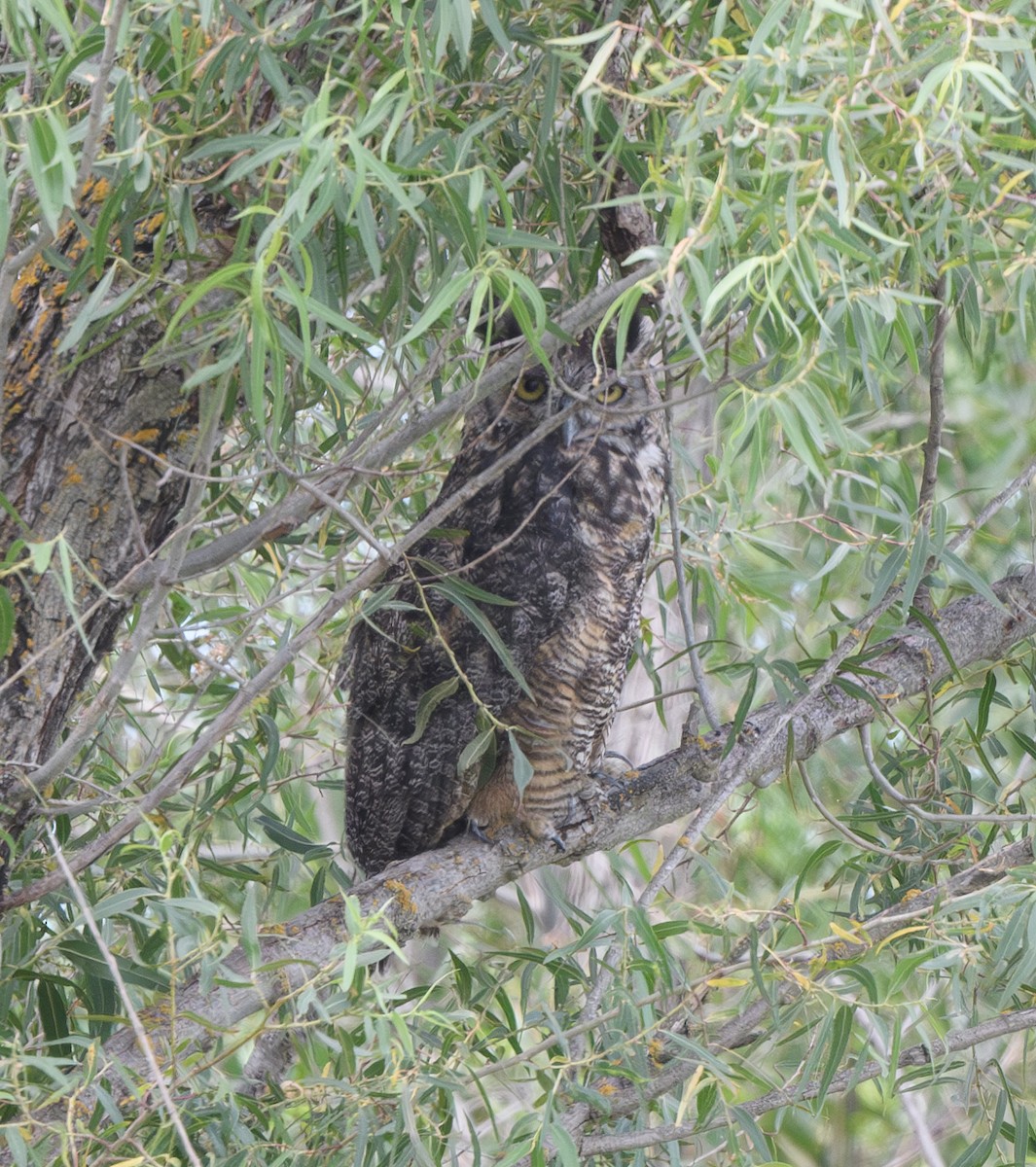 Great Horned Owl - ML621497115