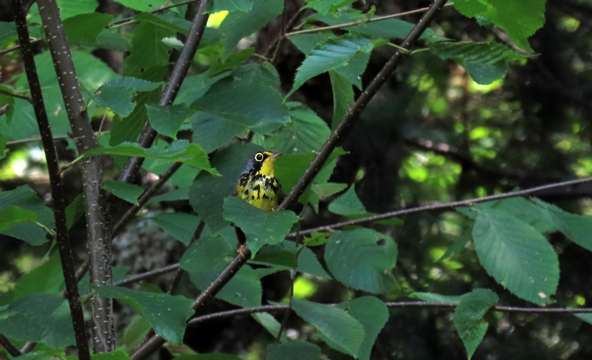 Canada Warbler - ML621497185