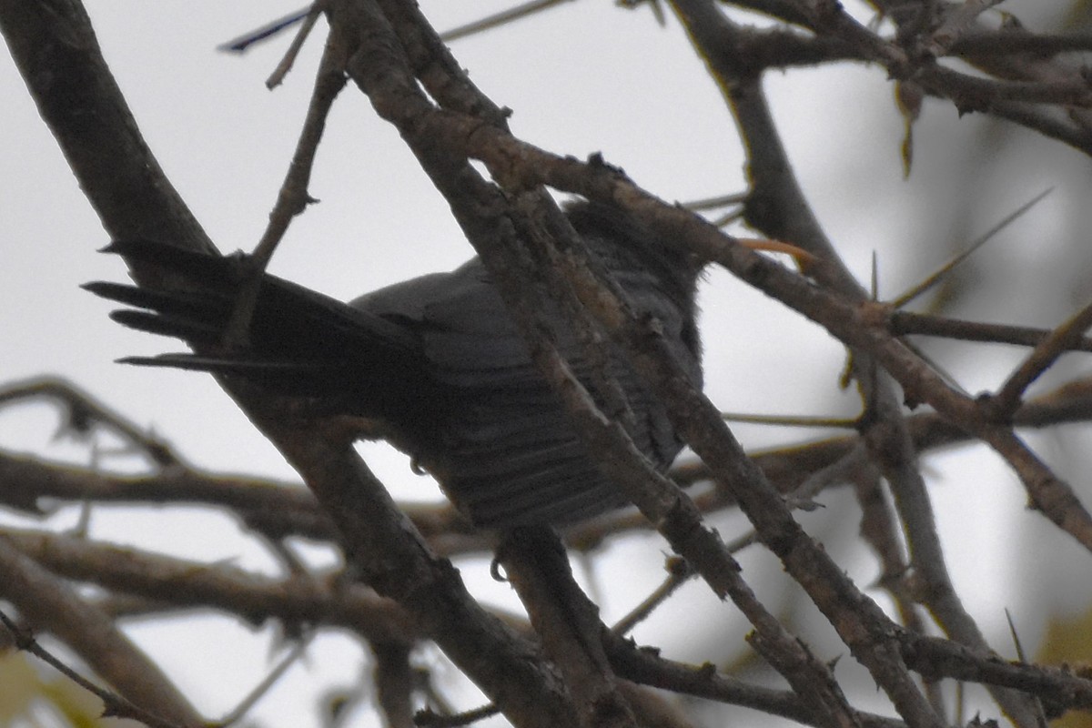 Abyssinian Scimitarbill - ML621497247