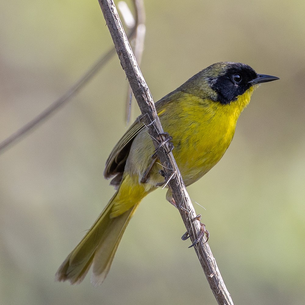 Hooded Yellowthroat - ML621497263