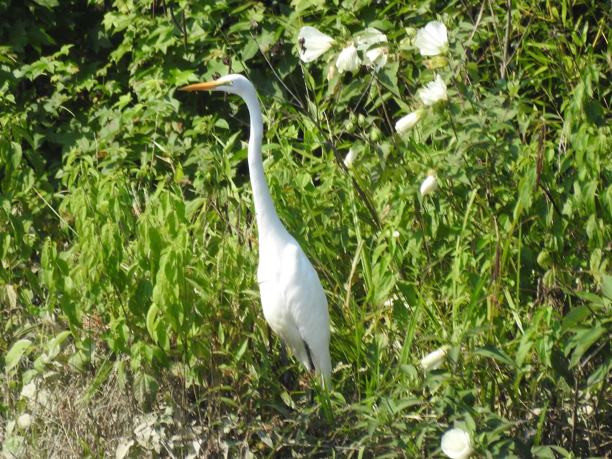 Great Egret - ML621497272