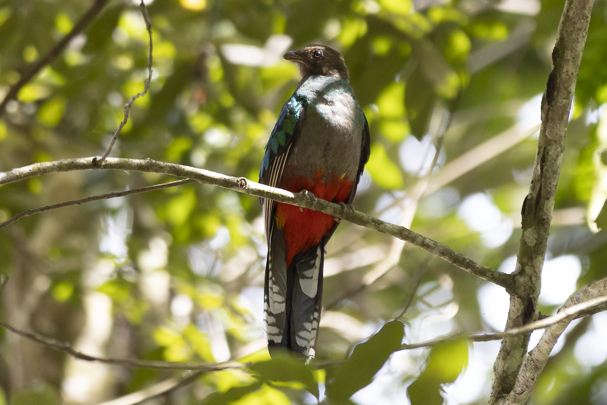 White-tipped Quetzal - ML621497305