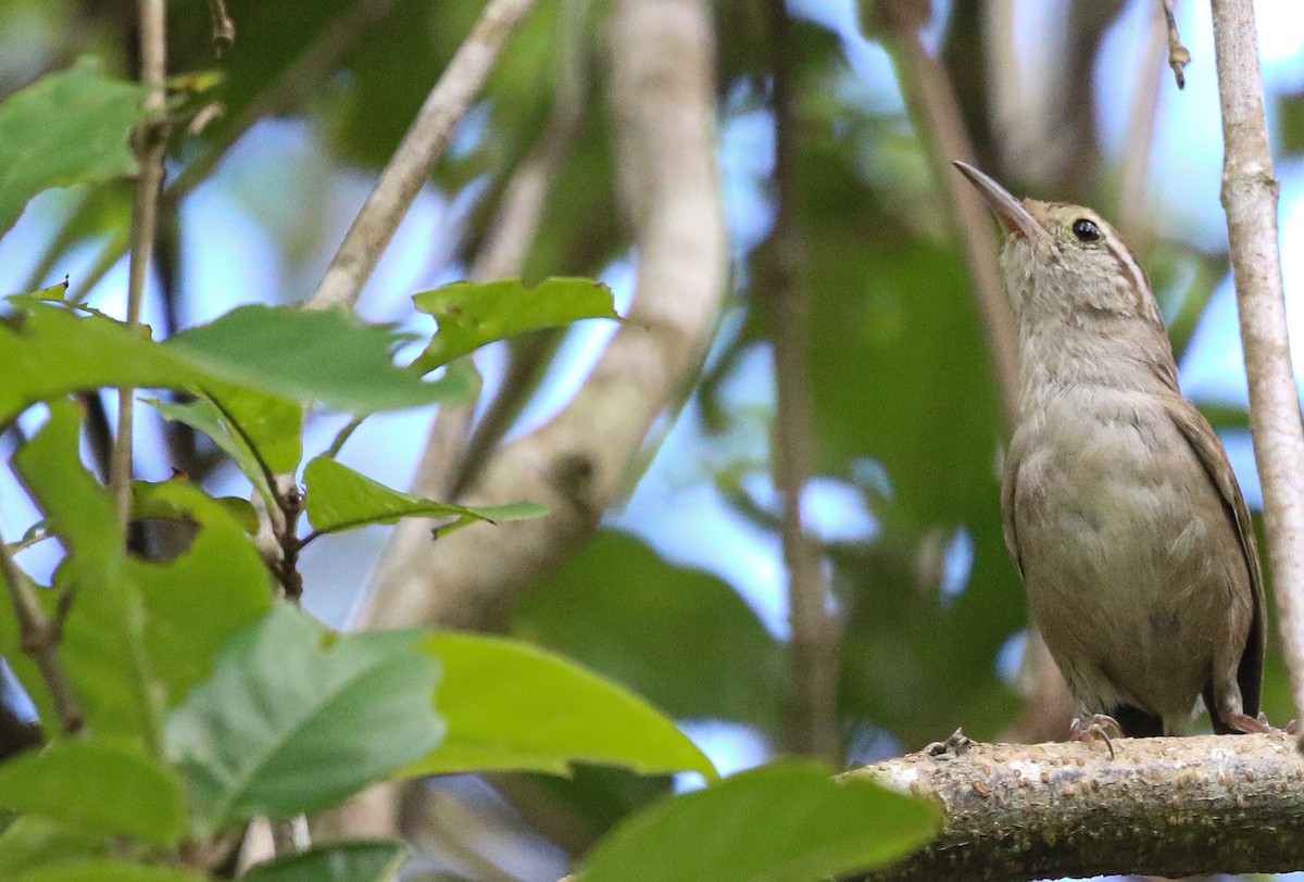 White-bellied Wren (Middle America) - ML621497307