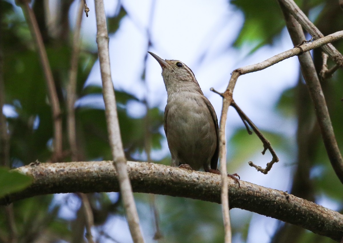 White-bellied Wren (Middle America) - ML621497345