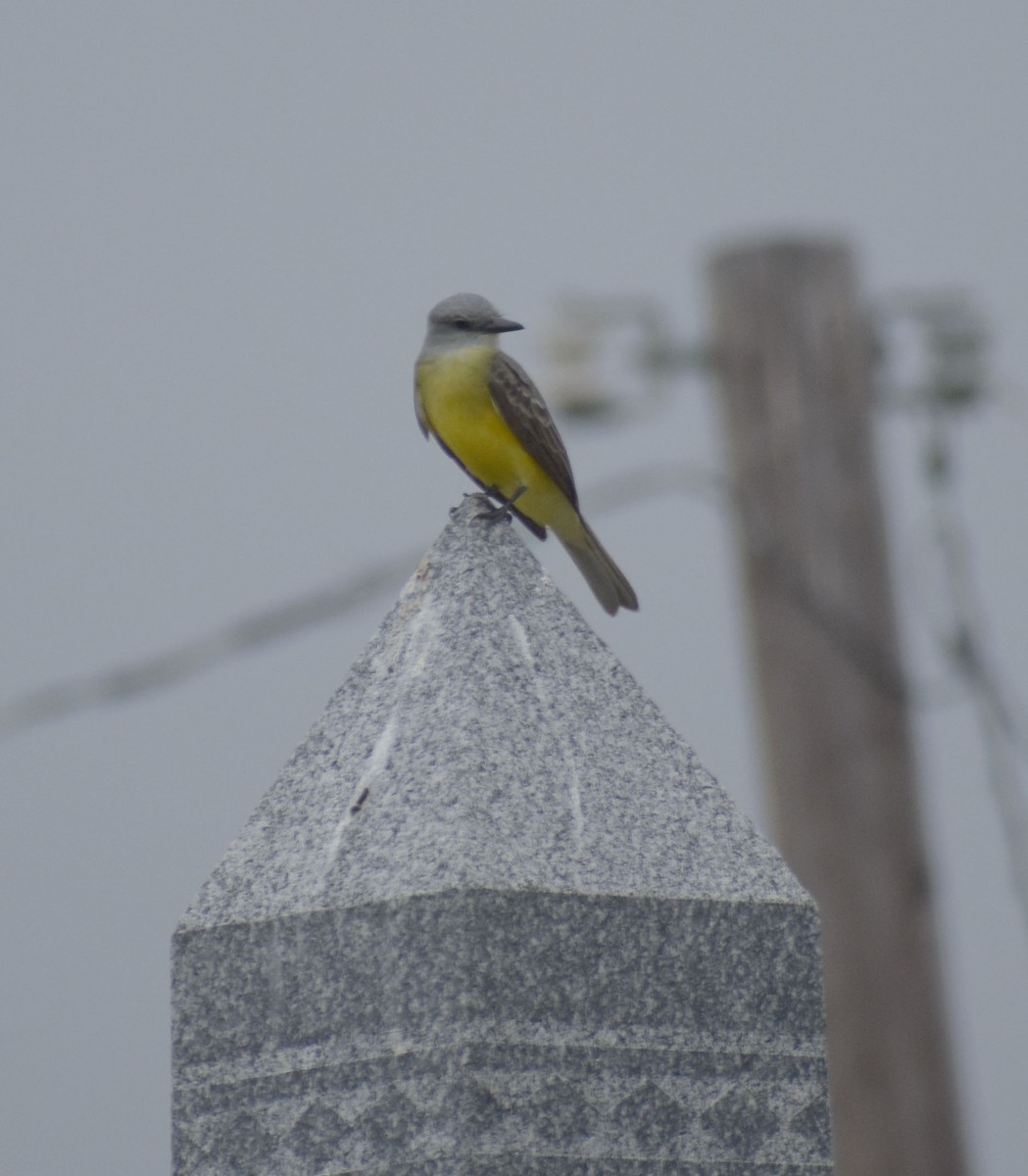 Couch's Kingbird - ML621497424