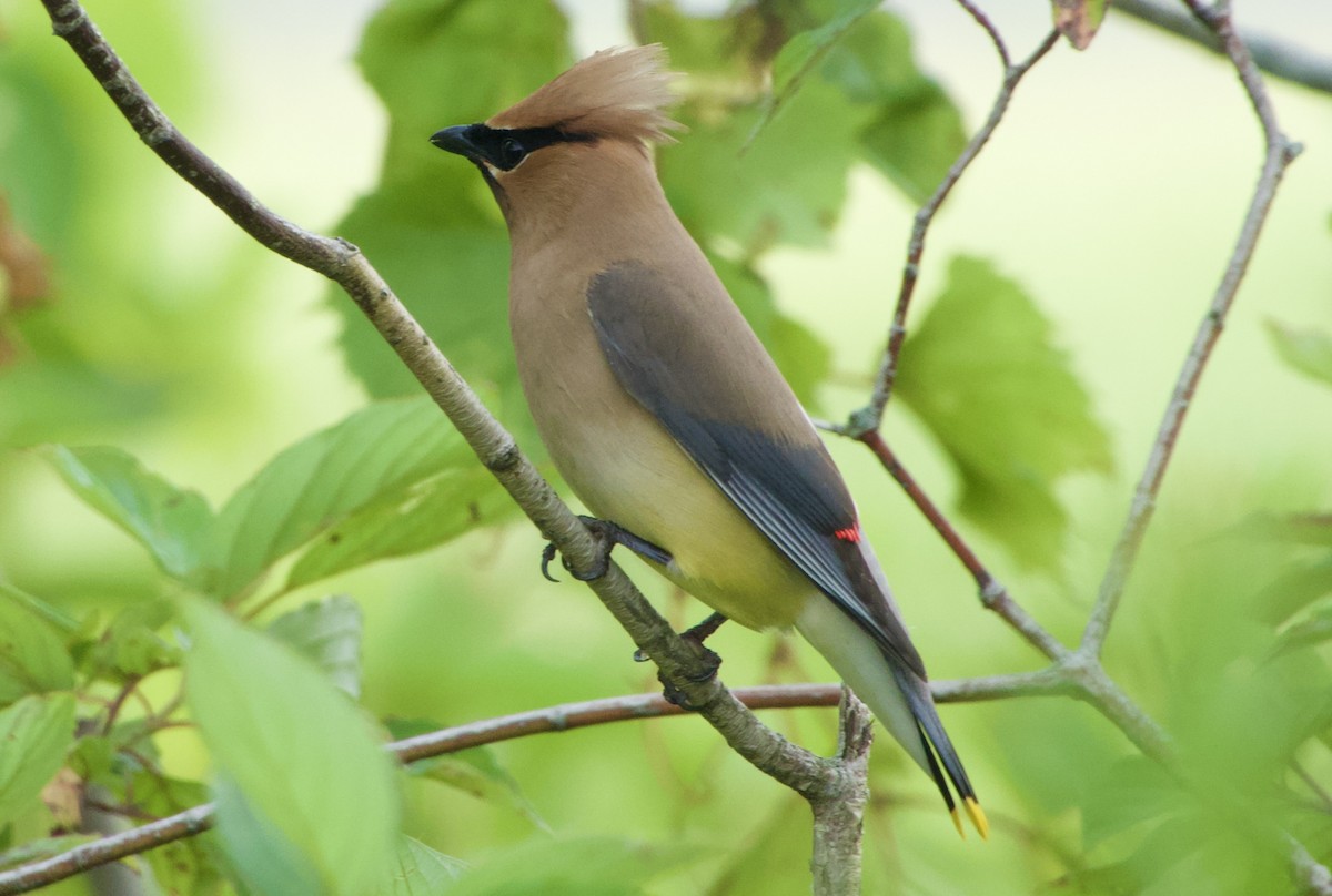 Cedar Waxwing - ML621497427