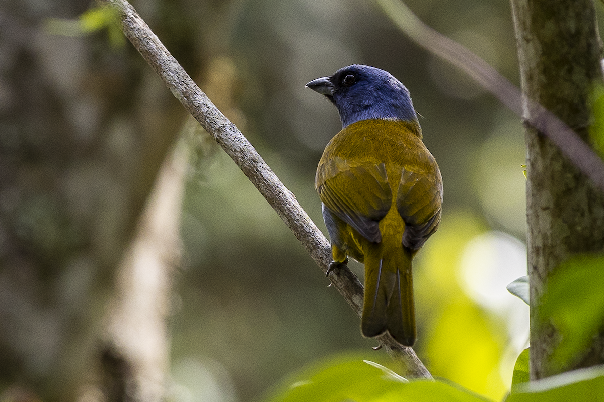 Blue-capped Tanager - ML621497573