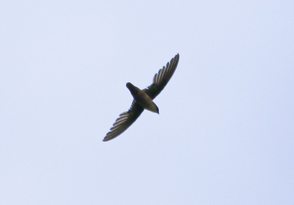 Vaux's Swift (Yucatan) - ML621497578