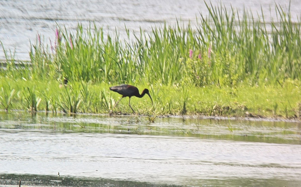 Glossy Ibis - ML621497591