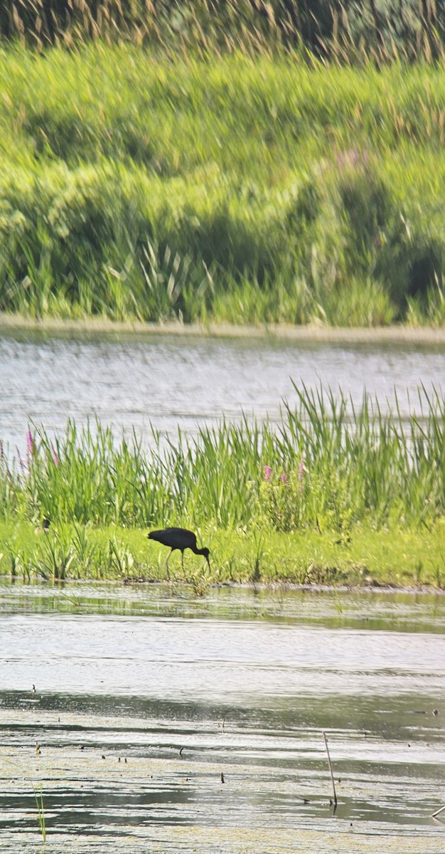 Glossy Ibis - ML621497592