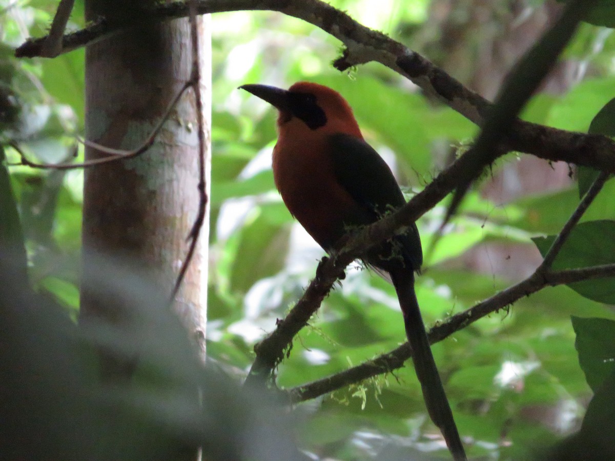 Rufous Motmot - ML621497668