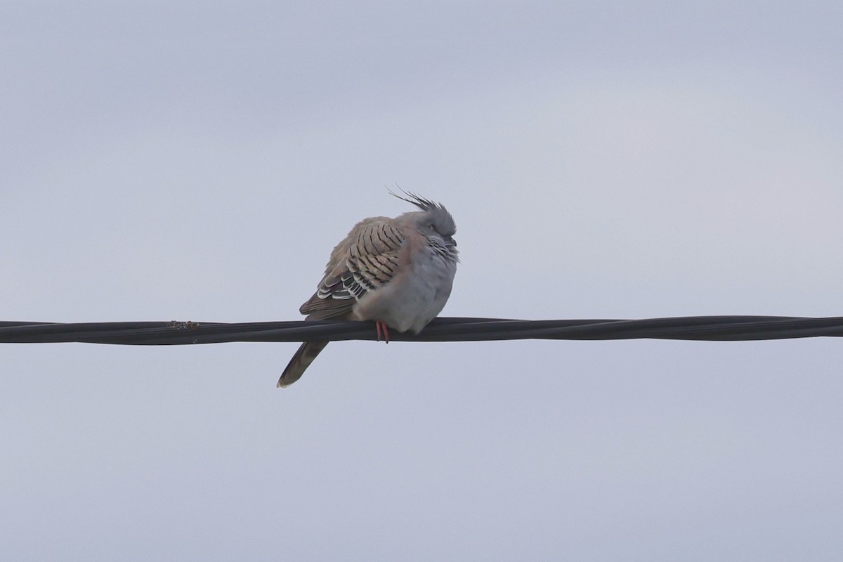 Crested Pigeon - ML621497699