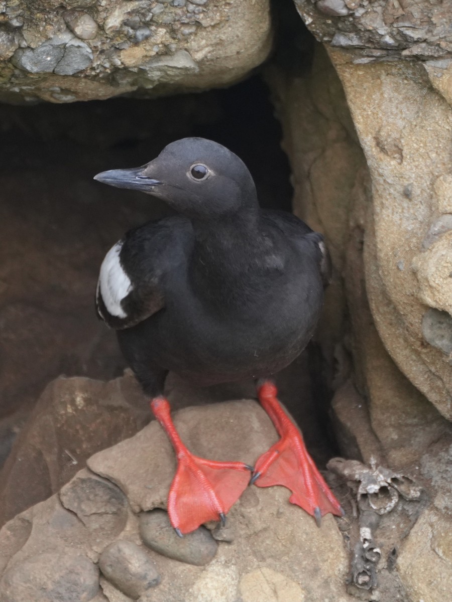 Pigeon Guillemot - ML621497713