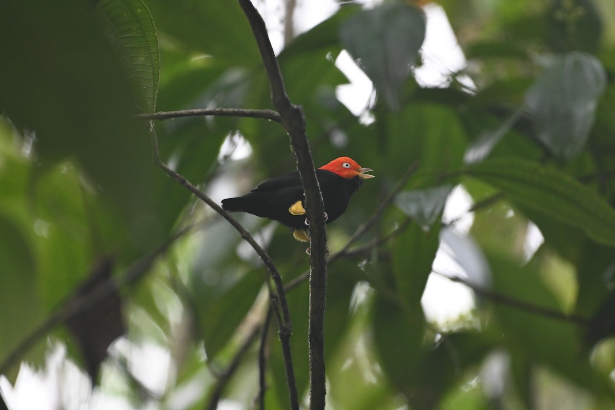 Red-capped Manakin - ML621497718