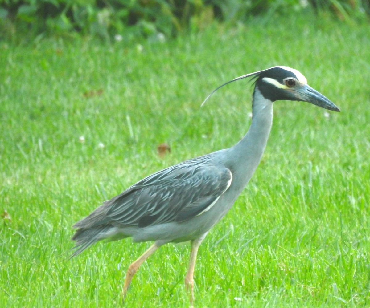 Yellow-crowned Night Heron - ML621497758