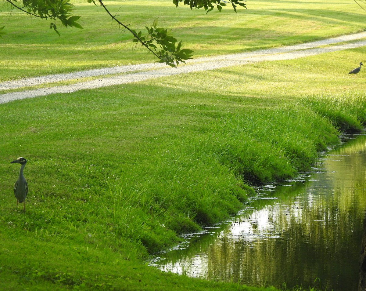 Yellow-crowned Night Heron - ML621497759