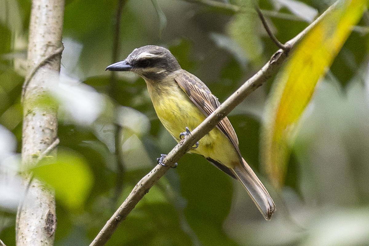 Golden-bellied Flycatcher - ML621497772