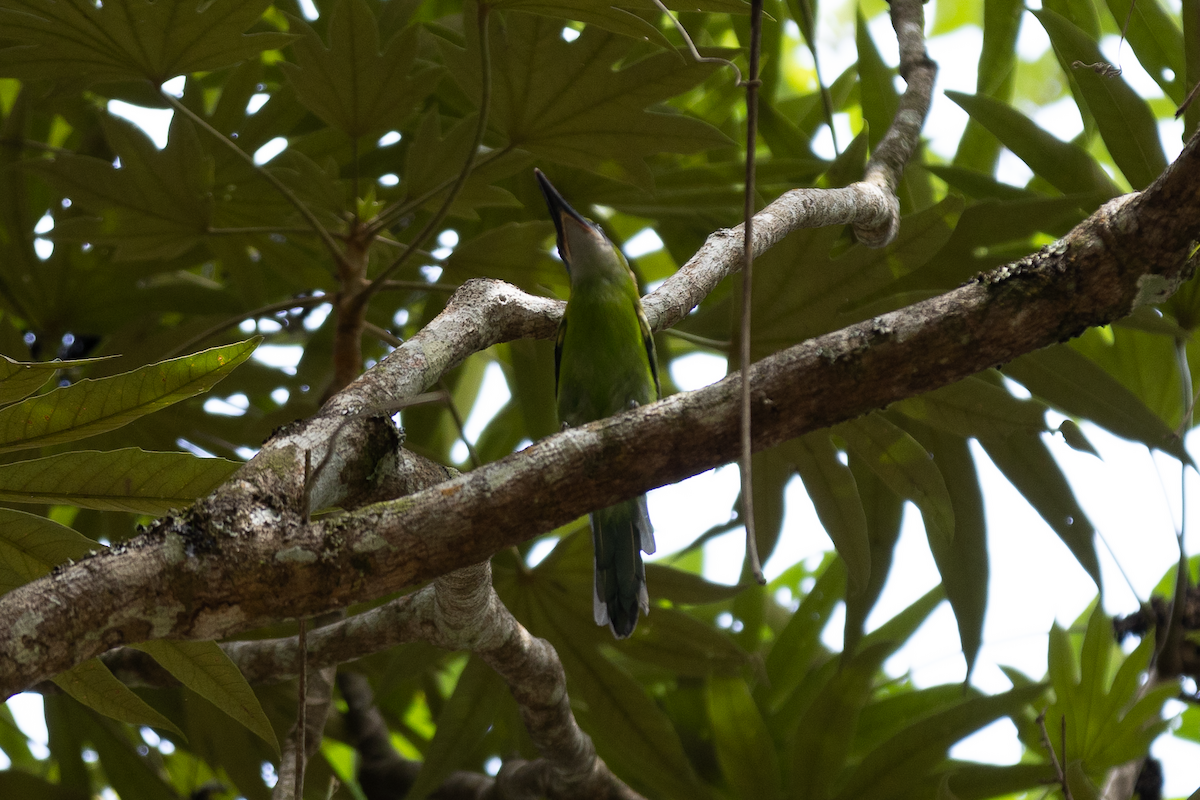 Groove-billed Toucanet - ML621497789