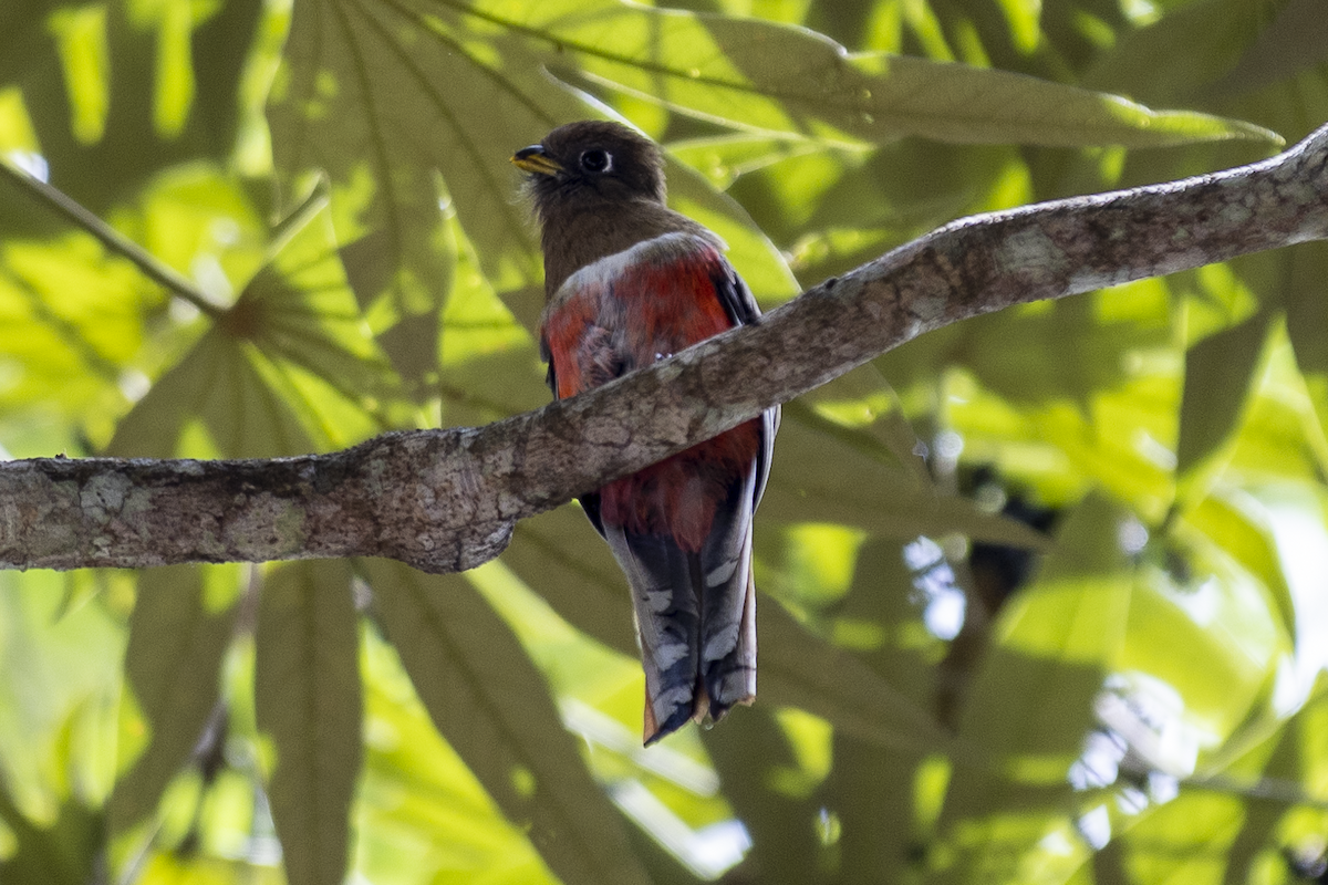 Collared Trogon - ML621497798