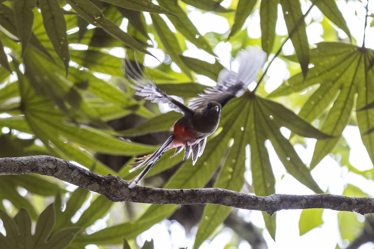 Collared Trogon - ML621497799