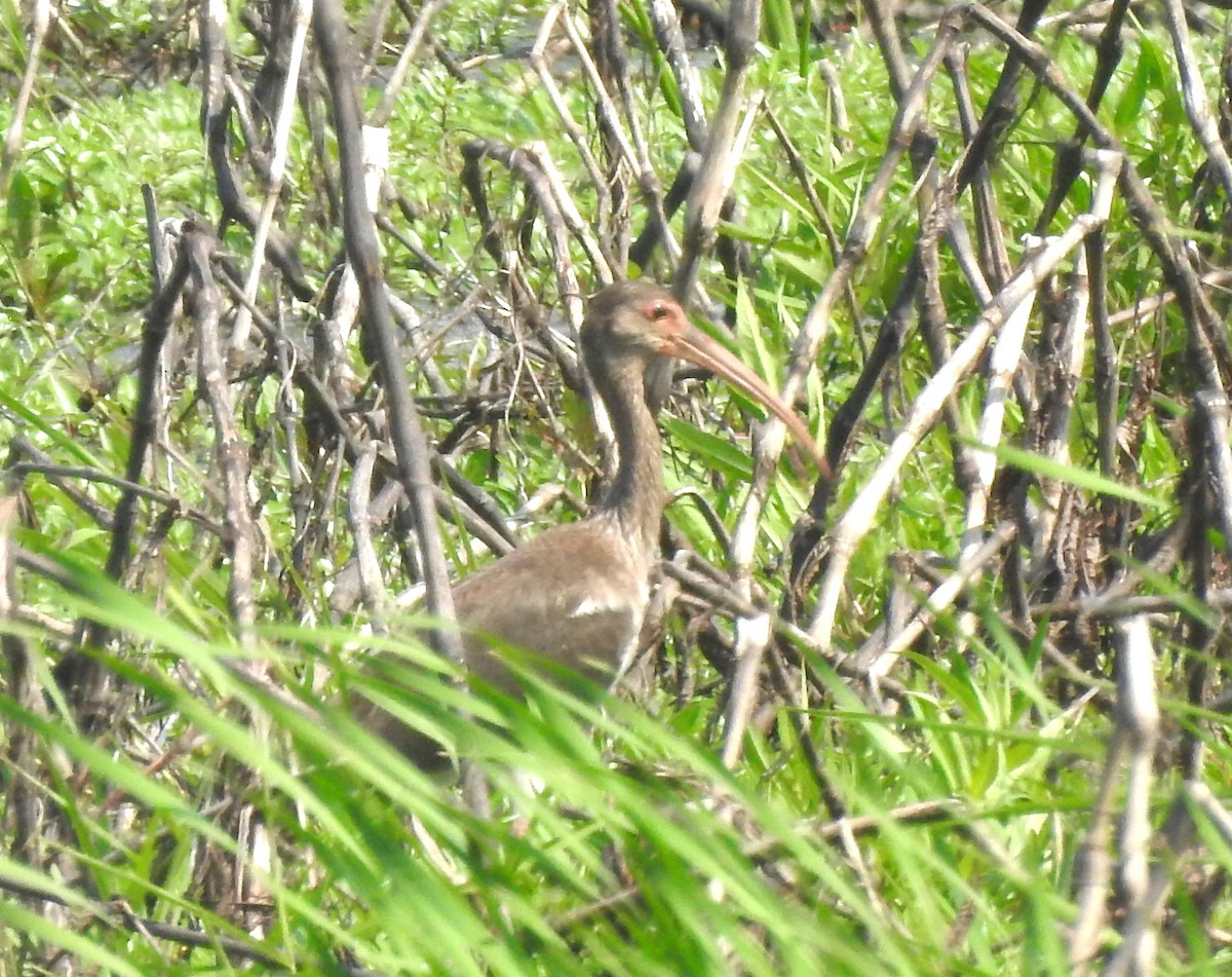 White Ibis - ML621497804