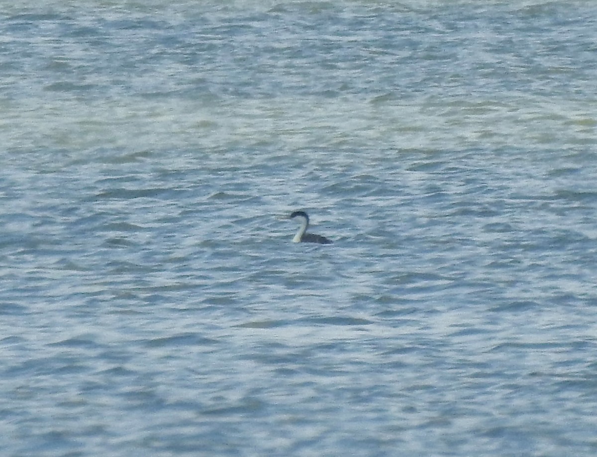 Western Grebe - ML621497819