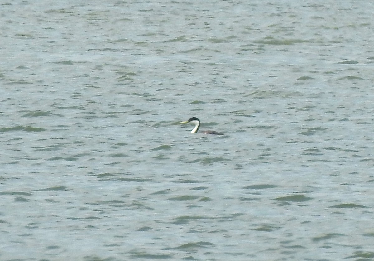Western Grebe - Logan Harlan