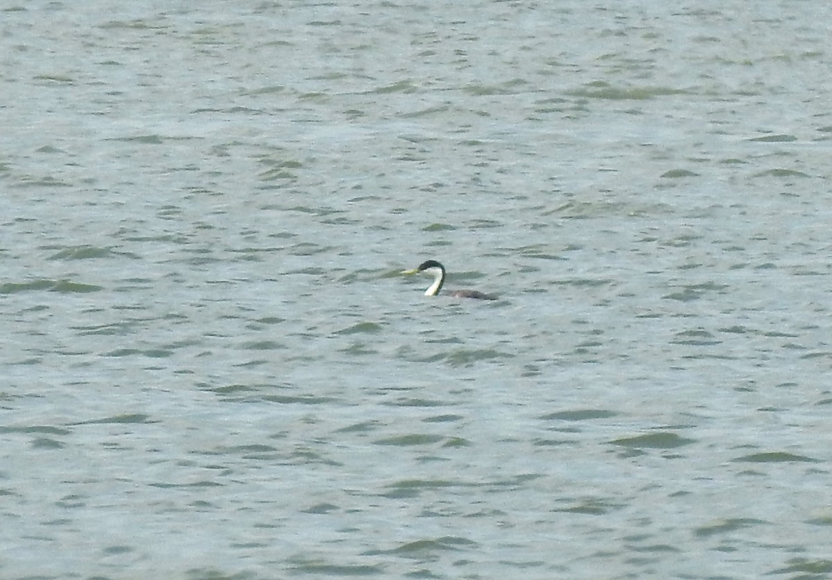 Western Grebe - ML621497822