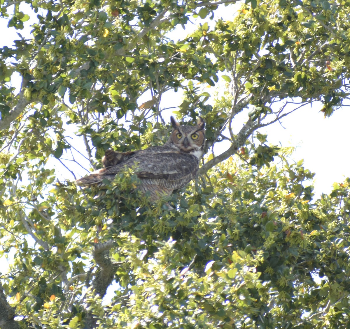 Great Horned Owl - ML621497827