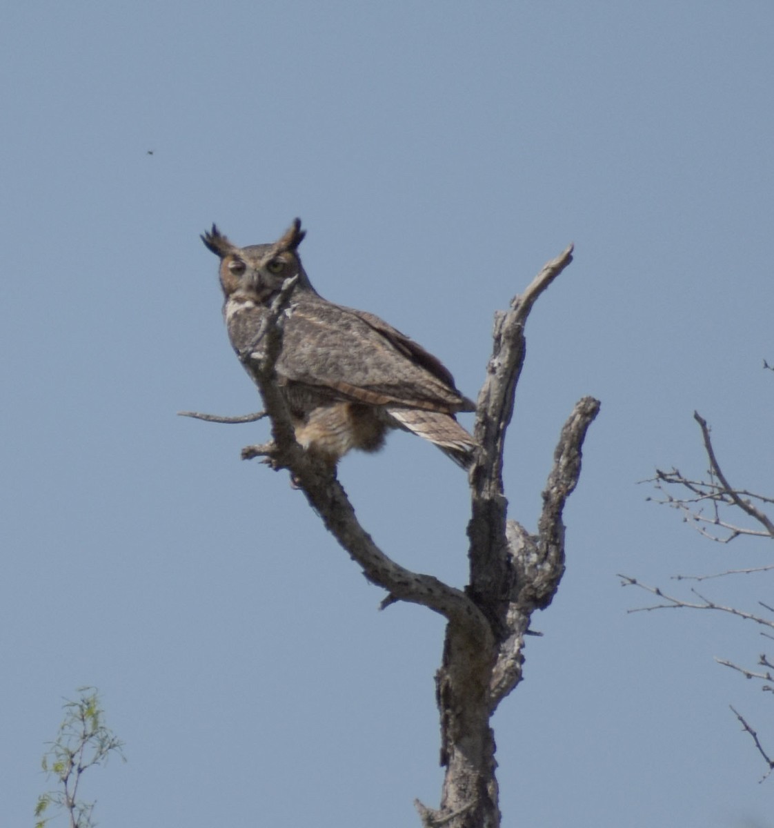 Great Horned Owl - ML621497828