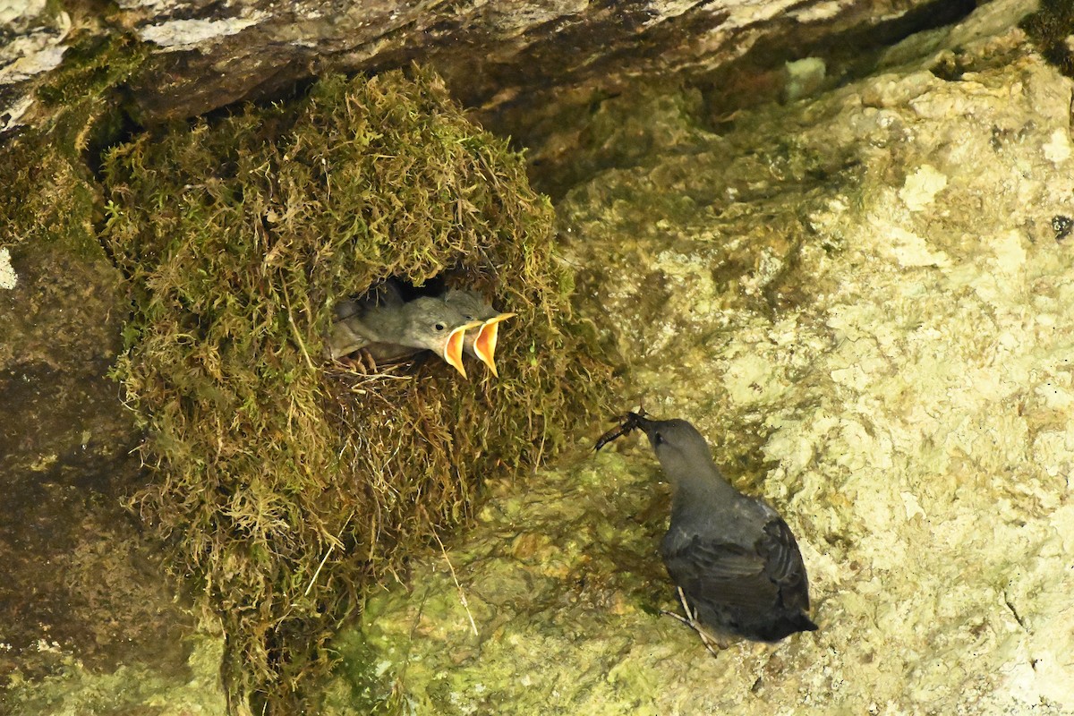 American Dipper - ML621497830