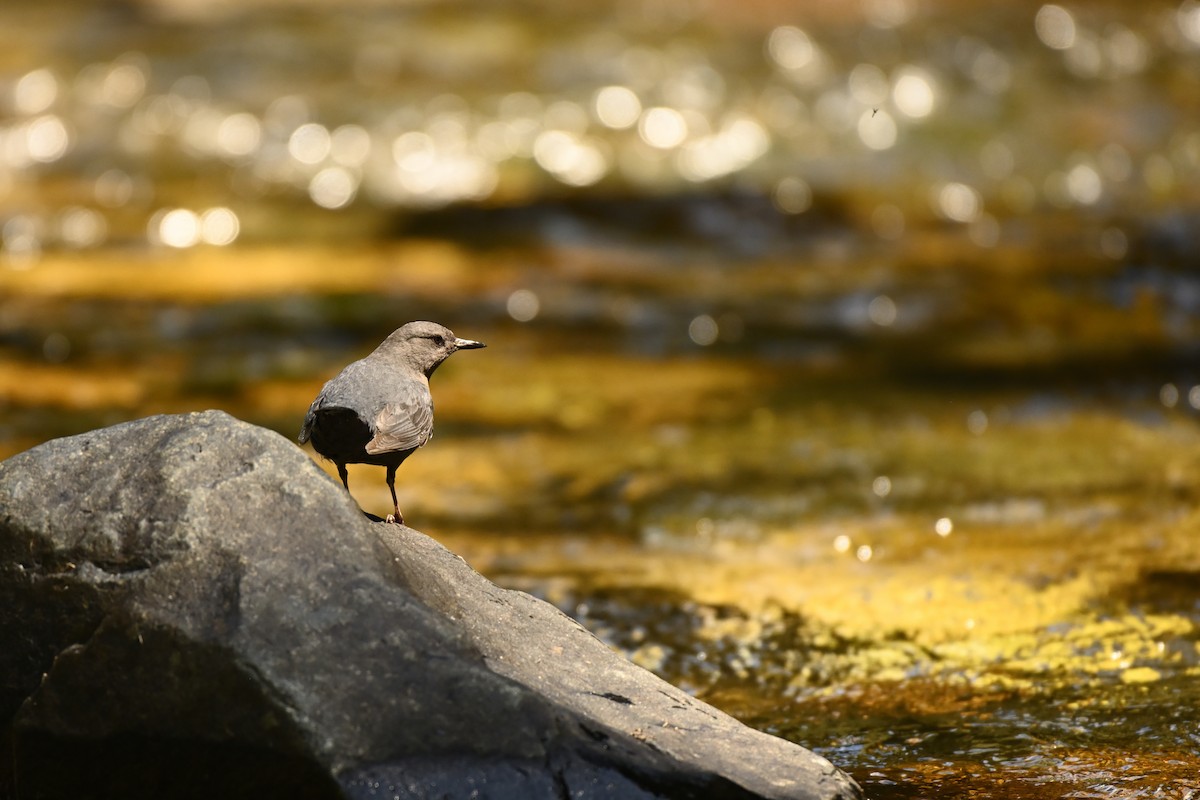 American Dipper - ML621497831