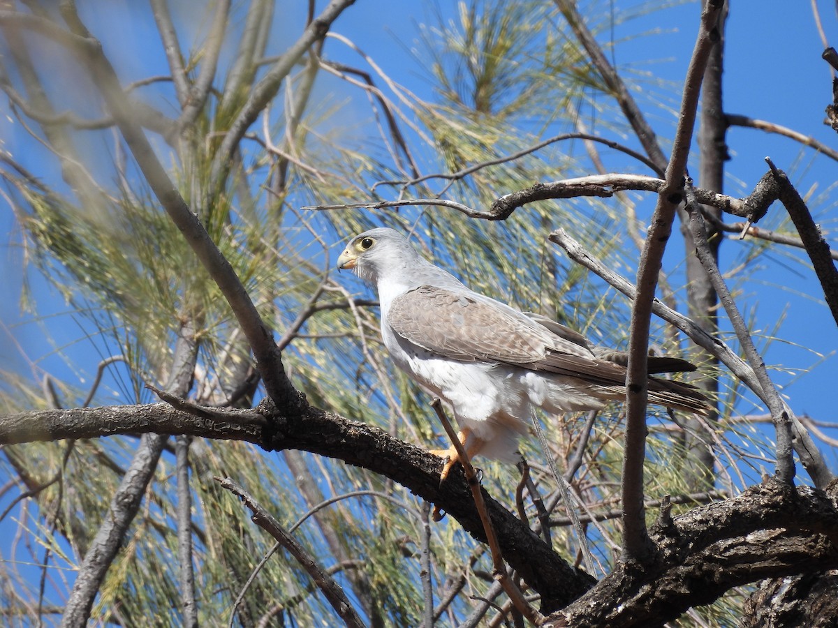 Gray Falcon - ML621497880