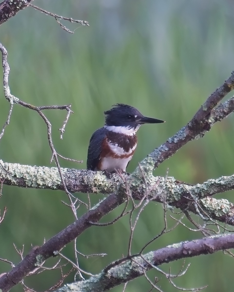 Belted Kingfisher - ML621497939