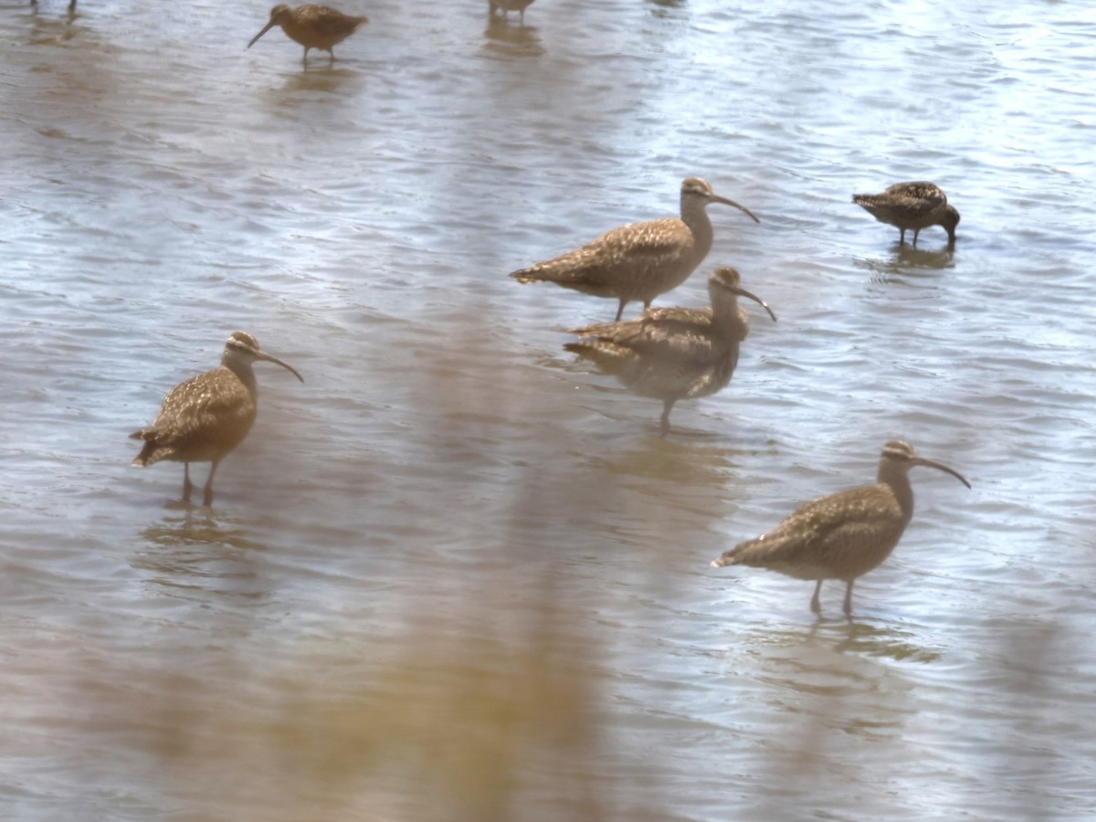 Whimbrel - ML621497971