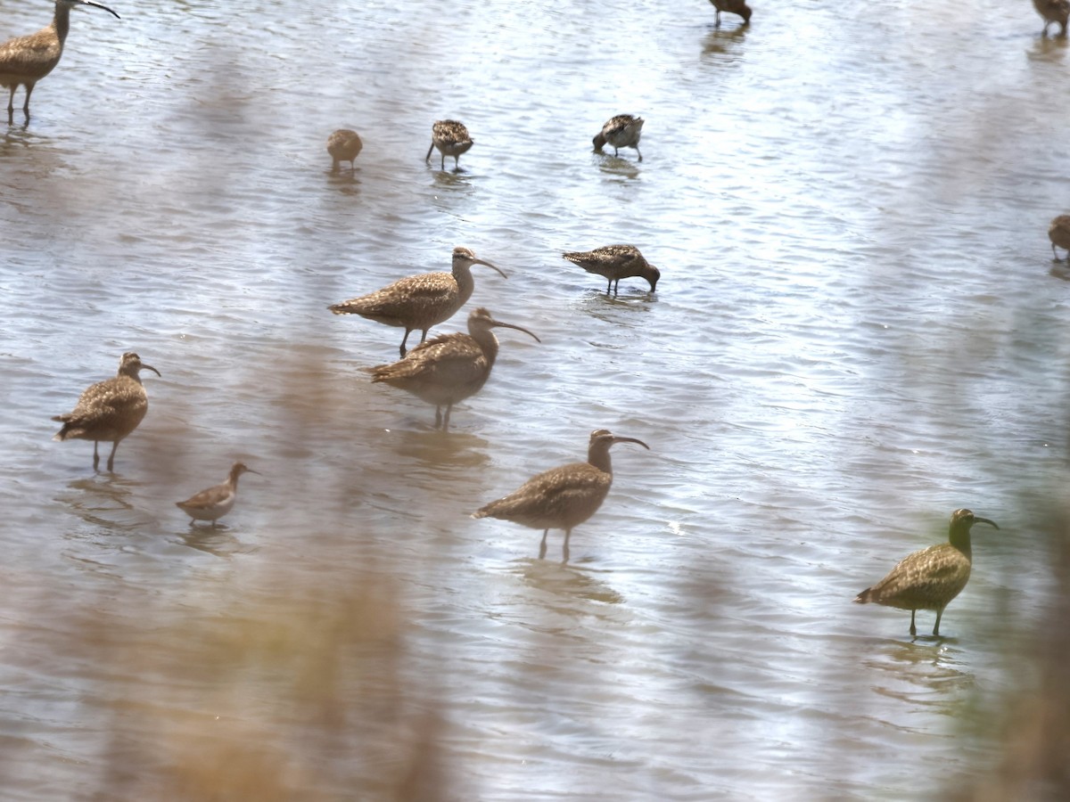 Whimbrel - ML621497972