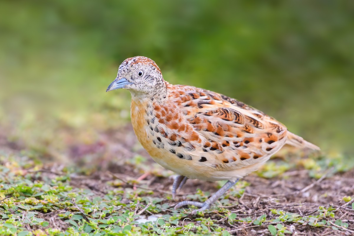 Small Buttonquail - ML621497978