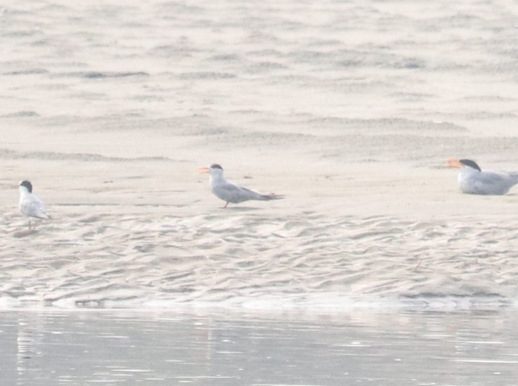 Black-bellied Tern - ML621498022