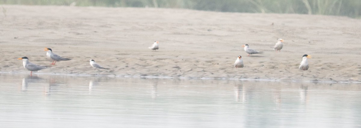 Black-bellied Tern - ML621498045