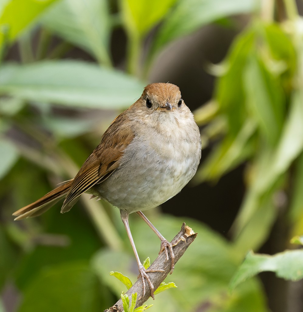 Russet Nightingale-Thrush - ML621498052