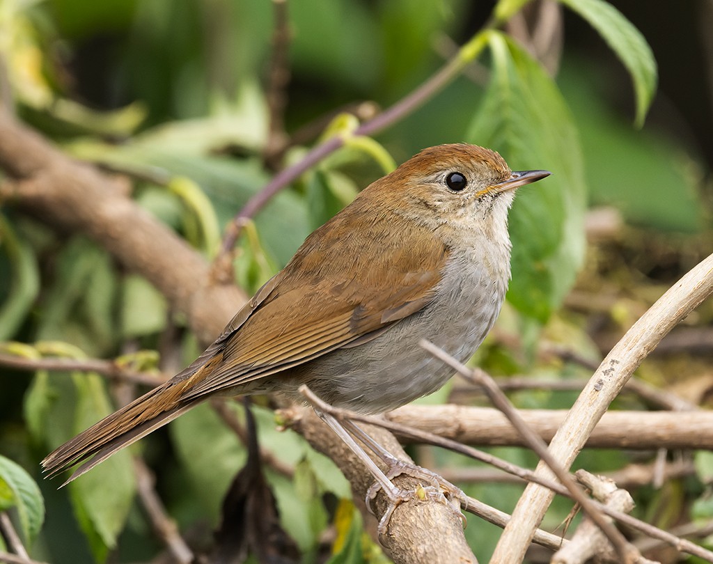 Russet Nightingale-Thrush - ML621498054