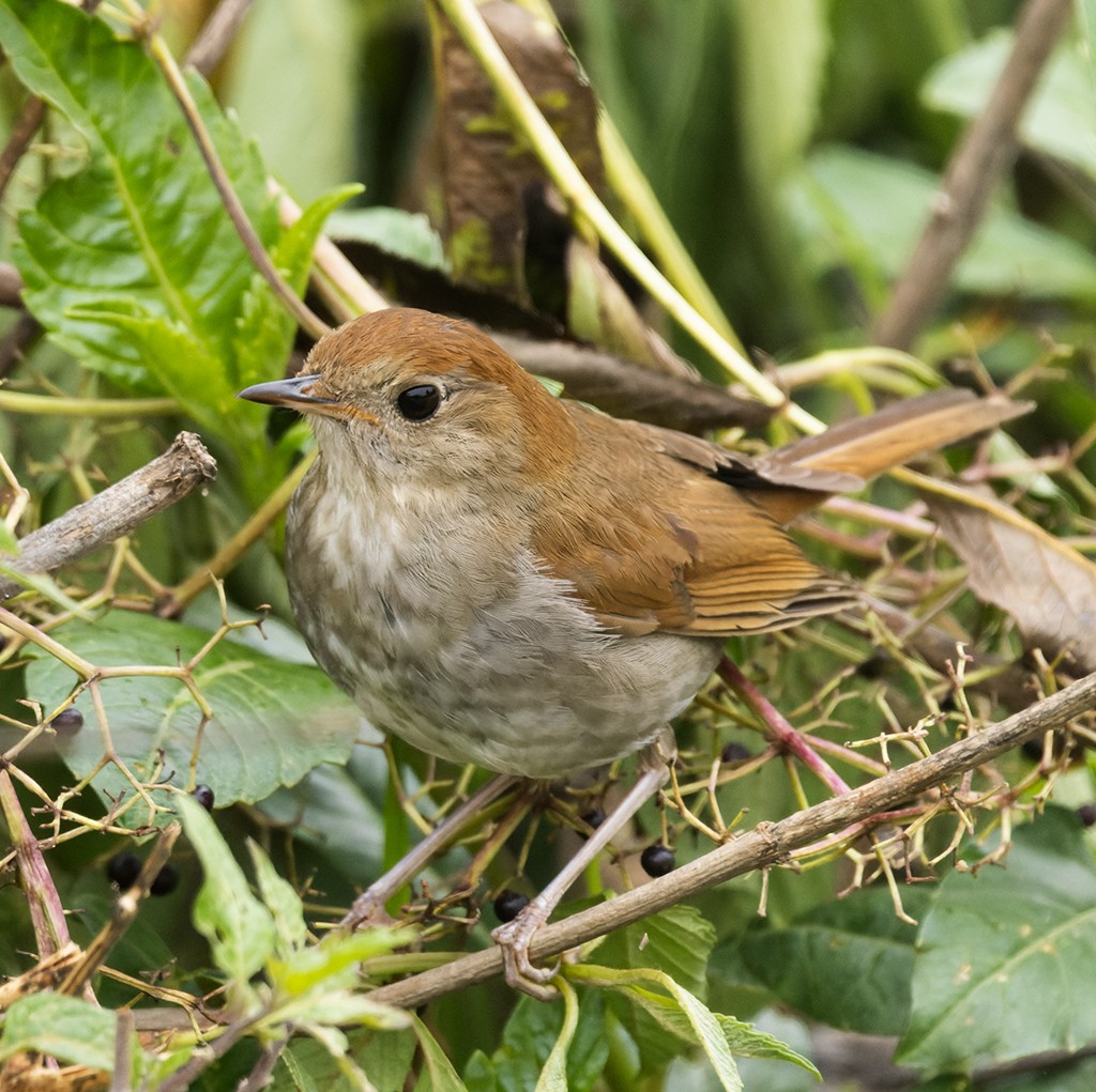 Russet Nightingale-Thrush - ML621498057